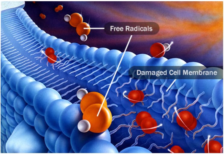 Free-Radicals.jpg?strip=all&lossy=1&ssl=1