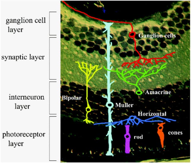 retina-cross-section.jpg?strip=all